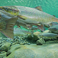 Atlantic Salmon Migrating To Spawn In River, Gaspe