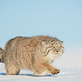 Pallas's Cat Walking In Snow, Gobi Desert, Mongolia.