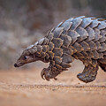 Temminck's Ground Pangolin Foraging During A Soft Release