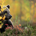 Brown Bear In Autumnal Forest, Finland