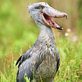 Shoebill Stork In The Swamps Of Mabamba, Lake Victoria