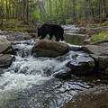 Asian Black Bear Walking Across River In Forest Using