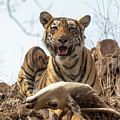 Bengal Tiger, Resting Beside Freshly Killed Chital Stag