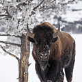 Bison Bull Standing In Snow, Yellowstone National Par.