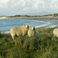 Cheviot Sheep Grazing Eroding Machair At Front Of Sand