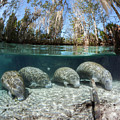 Florida Manatee, Four Resting On Sandy River Bed. Split