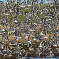 Large Flock Of Red Knot In Winter Plumage In Flight, Holy