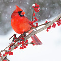 Northern Cardinal Male, Perched On Branch During Snow