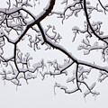 Trees Covered In Winter Snow In Ambleside, Cumbria, Uk.