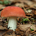 Winter Russula Mushroom, Growing On Forest Floor, Ards